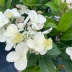 Hortenzia metlinatá (Hydrangea paniculata) ‘BEE HAPPY’® - výška 30-40 cm, kont. C2L